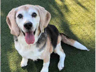 Beagle Dogs for adoption in Martinez, CA, USA