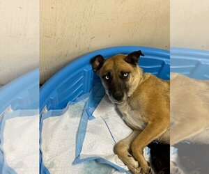 Mutt Dogs for adoption in Calgary, Alberta, Canada