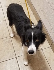 Border Collie Dogs for adoption in Canon City, CO, USA