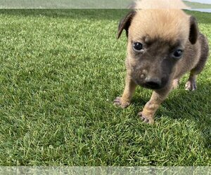 Mutt Dogs for adoption in Key Largo, FL, USA