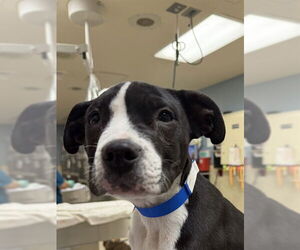 Mutt Dogs for adoption in Riverside, CA, USA