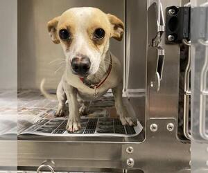 Chihuahua Dogs for adoption in Modesto, CA, USA
