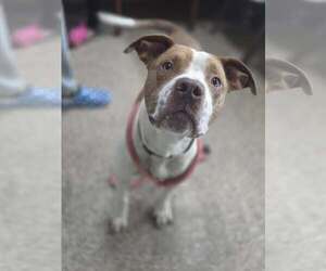 American Pit Bull Terrier-Unknown Mix Dogs for adoption in Martinsburg, WV, USA