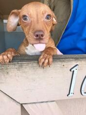 Dachshund Dogs for adoption in Freeport, FL, USA