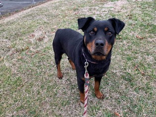 Rottweiler Dogs for adoption in Rustburg, VA, USA