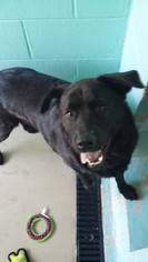 Labrador Retriever-Unknown Mix Dogs for adoption in Manteo, NC, USA