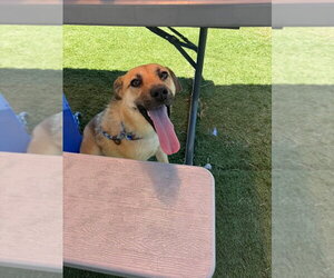 Labrador Retriever-Unknown Mix Dogs for adoption in garner, NC, USA