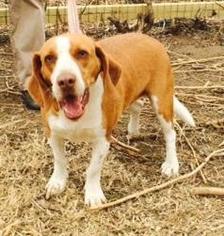 Bagle Hound Dogs for adoption in lepanto , AR, USA