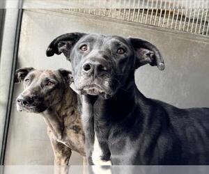 Great Dane Dogs for adoption in San Bernardino, CA, USA