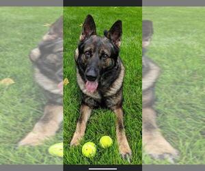 German Shepherd Dog Dogs for adoption in Westmont, IL, USA