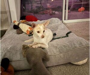 Chihuahua-Unknown Mix Dogs for adoption in Aurora, CO, USA