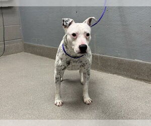 American Pit Bull Terrier-Unknown Mix Dogs for adoption in Las Vegas, NV, USA