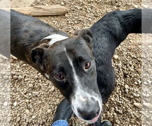 Border Collie-Unknown Mix Dogs for adoption in Pampa, TX, USA