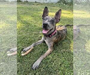 Catahoula Leopard Dog-Unknown Mix Dogs for adoption in Greenville, SC, USA