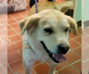 Labrador Retriever Dogs for adoption in Madisonville, TN, USA