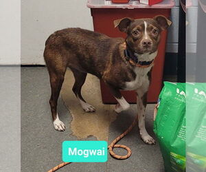 Medium Photo #2 Australian Kelpie-Boxer Mix Puppy For Sale in Richmond, IN, USA