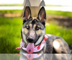 German Shepherd Dog Dogs for adoption in Sandy, UT, USA