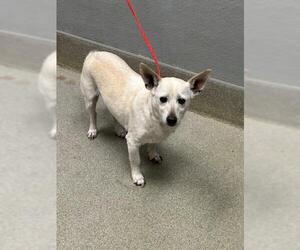 Mutt Dogs for adoption in Las Vegas, NV, USA