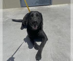 Labrador Retriever Dogs for adoption in HESPERIA, CA, USA