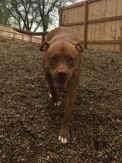 American Staffordshire Terrier-Unknown Mix Dogs for adoption in Northfield, MN, USA