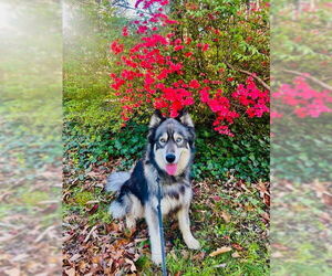 Siberian Husky Dogs for adoption in Maryville, TN, USA