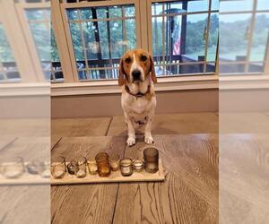 Bagle Hound Dogs for adoption in Nashville, TN, USA