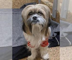 Havashu Dogs for adoption in Springfield, MA, USA