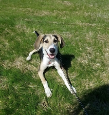 Treeing Walker Coonhound-Unknown Mix Dogs for adoption in Carroll, IA, USA