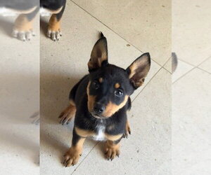 Mutt Dogs for adoption in Dana Point, CA, USA