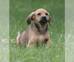 Medium Photo #2 Retriever -Unknown Mix Puppy For Sale in Mechanicsburg, PA, USA