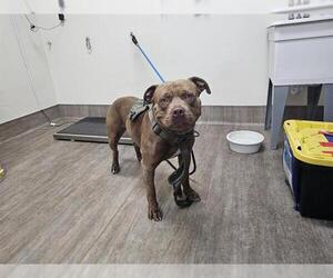 American Pit Bull Terrier Dogs for adoption in Pasadena, CA, USA