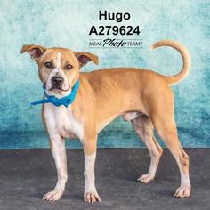 Basenji-Boxer Mix Dogs for adoption in Conroe, TX, USA