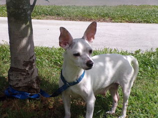 Medium Photo #1 Chihuahua-Unknown Mix Puppy For Sale in Sanford, FL, USA