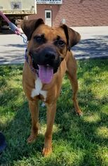 Black Mouth Cur-Unknown Mix Dogs for adoption in Perth Amboy, NJ, USA