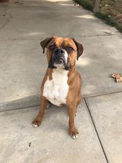 Boxer Dogs for adoption in Colton, CA, USA