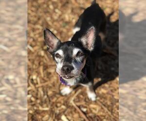 Miniature Pinscher-Unknown Mix Dogs for adoption in Seal Beach, CA, USA