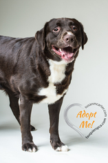 Sheprador Dogs for adoption in Warrenton, VA, USA