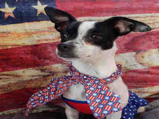 Rat Terrier Dogs for adoption in Upland, CA, USA