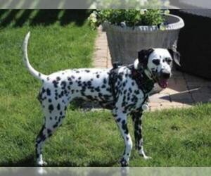 Dalmatian Dogs for adoption in Manchester, IA, USA
