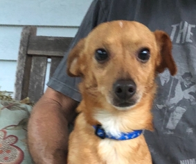 Mutt Dogs for adoption in Osteen, FL, USA