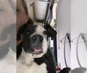 Boxer Dogs for adoption in Bakersfield, CA, USA
