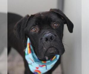 Mastiff-Unknown Mix Dogs for adoption in San Antonio, TX, USA