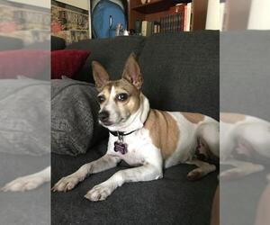 Chihuahua-Unknown Mix Dogs for adoption in Rancho Santa Margarita, CA, USA