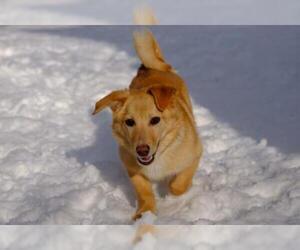 Pembroke Welsh Corgi Dogs for adoption in Anchorage, AK, USA