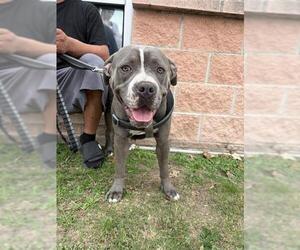 American Staffordshire Terrier-Unknown Mix Dogs for adoption in San Antonio, TX, USA