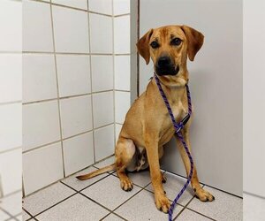 Black Mouth Cur-Unknown Mix Dogs for adoption in Canfield, OH, USA