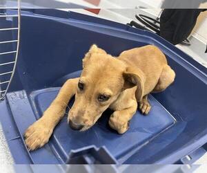 Australian Shepherd-Unknown Mix Dogs for adoption in Ocala, FL, USA