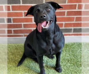 Labrador Retriever Dogs for adoption in Edmond, OK, USA