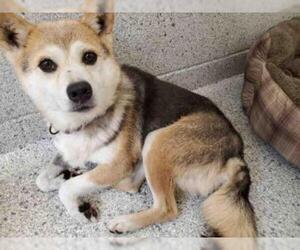 Shiba Inu Dogs for adoption in Bowling Green, OH, USA