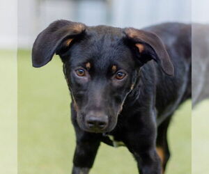 Mutt Dogs for adoption in Canton, CT, USA